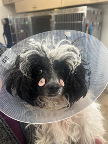 Minnie Pet of the Month